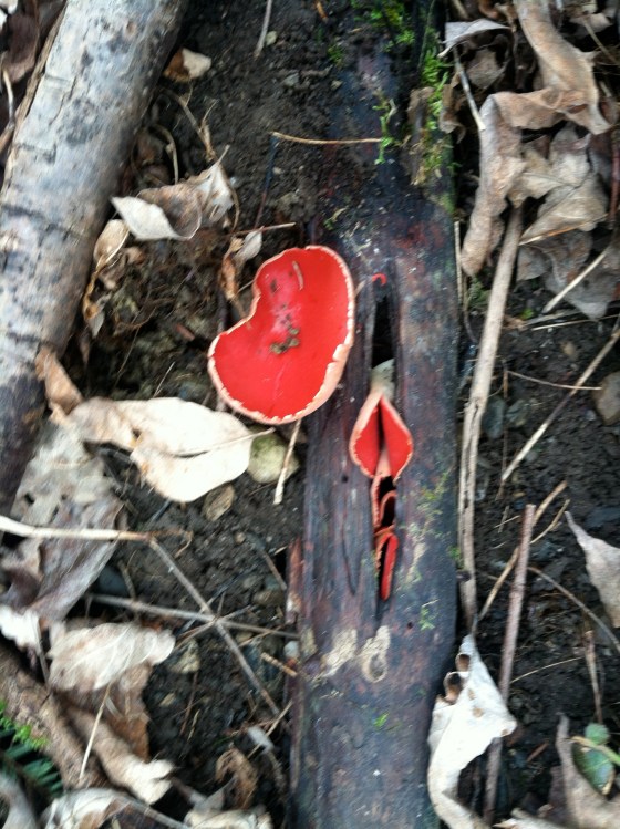Even the woods can wear a red nose!