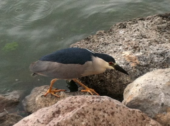 Some strange bird we saw on one of our walks