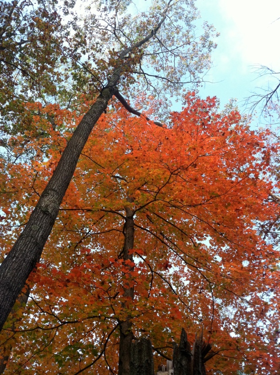 The beauty of autumn in Lenox, MA